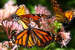 Monarchs Feeding